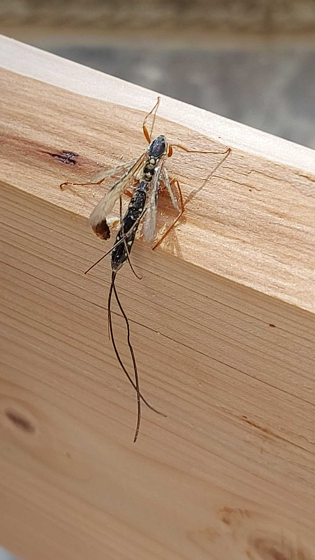 Riconoscimento insetto xilofago
